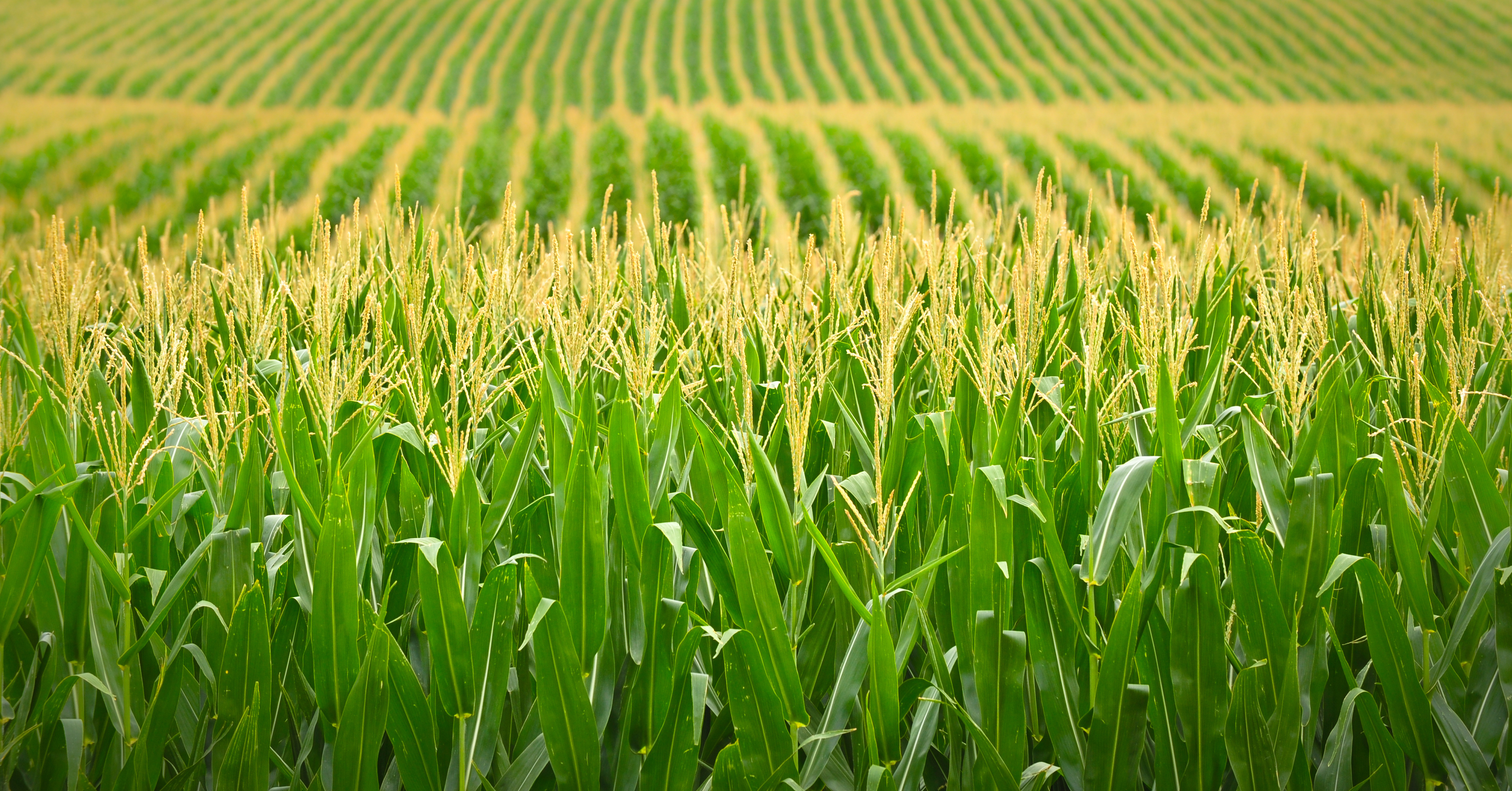 Farmland's inflation-hedging characteristics
